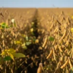 Soja no Brasil - Imagem CenárioMT