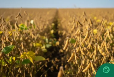 Soja no Brasil - Imagem CenárioMT