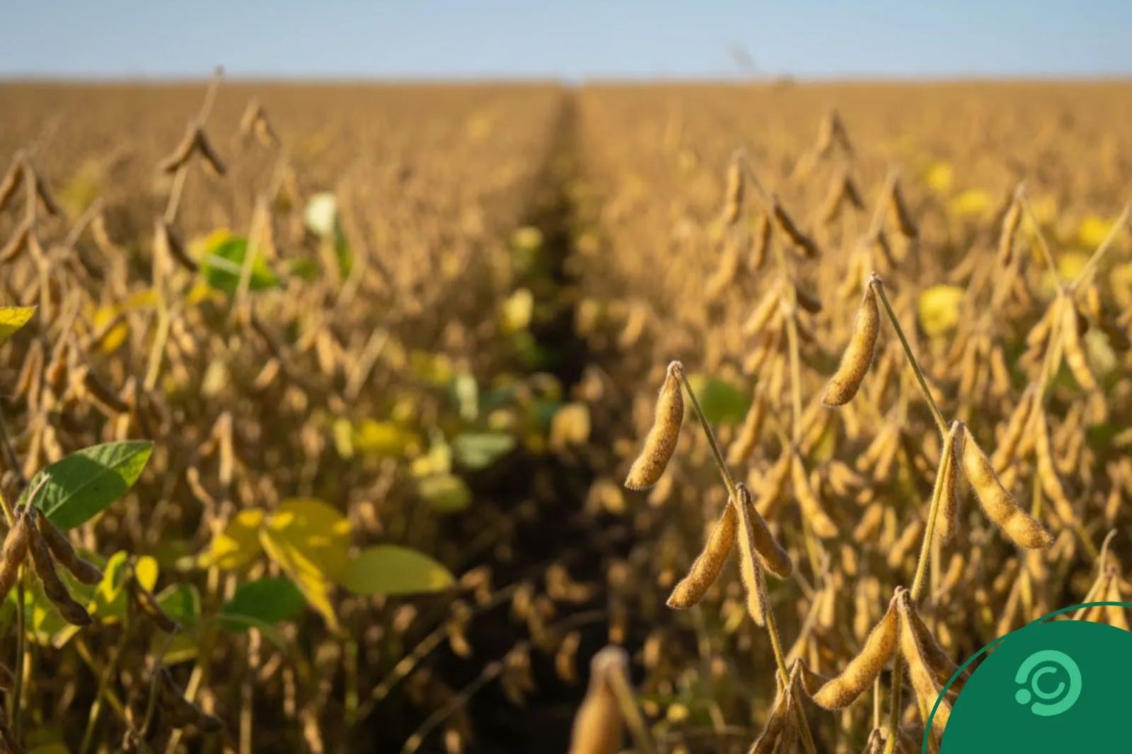 Soja no Brasil - Imagem CenárioMT