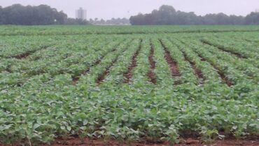 Semeadura da soja em Mato Grosso chega a 99,7% e produtores enfrentam necessidade de replantio em áreas pontuais