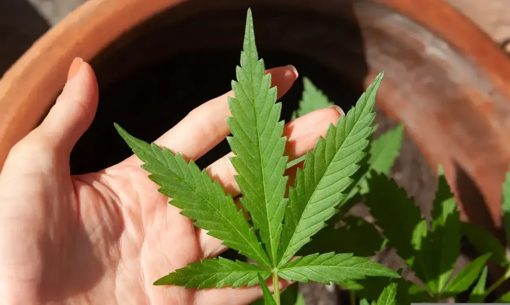 Cannabis tem novo prazo para regulamentação no STJ
