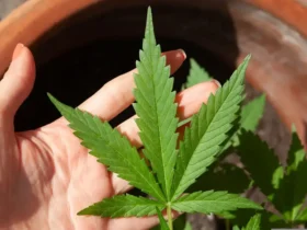 Cannabis tem novo prazo para regulamentação no STJ