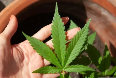 Cannabis tem novo prazo para regulamentação no STJ