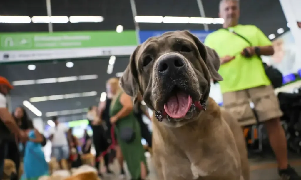 STF mantém suspensão de lei sobre transporte de animais de apoio emocional