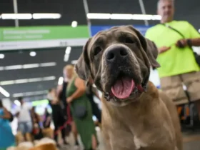 STF mantém suspensão de lei sobre transporte de animais de apoio emocional