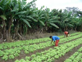 Cartilha desvenda a agricultura familiar e reforça sua relevância