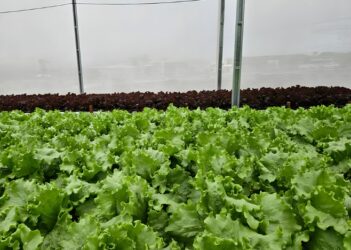 Sistema de aproveitamento aumenta em 61% a eficiência no uso da água na versatilidade de hortaliça
