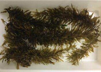 Rede de pesquisa internacional aposta em algas marinhas como alimento sustentável do futuro