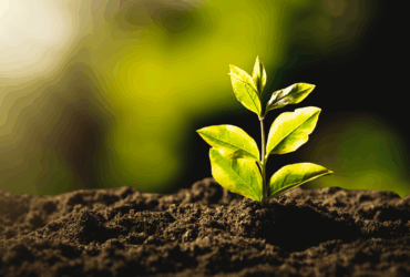 América Latina e Caribe unem forças por agricultura sustentável na COP30