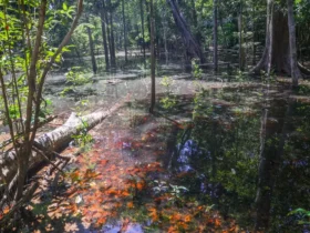 Dinossauros deixaram rastros inéditos na Amazônia, revelam pesquisadores