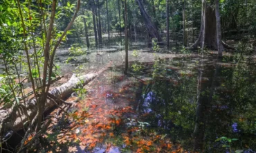 Dinossauros deixaram rastros inéditos na Amazônia, revelam pesquisadores