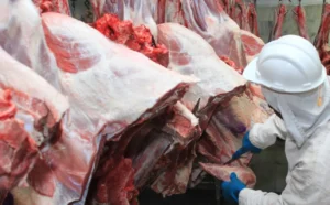 carnes mt 