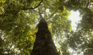 Amazônia em destaque na nova temporada de Parques do Brasil