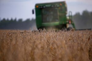 Chuvas do início de novembro provocam adaptações na agricultura paranaense