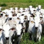 Como seria um mundo sem gado? Filme exibido na COP 30 tenta responder - Arquivo