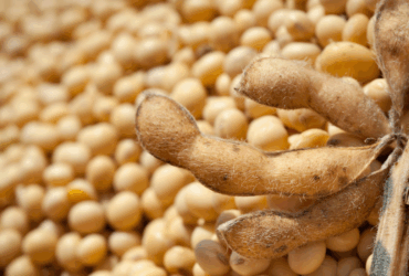 Exportações do agronegócio somam US$ 15,49 bilhões em outubro e registram recorde para o mês