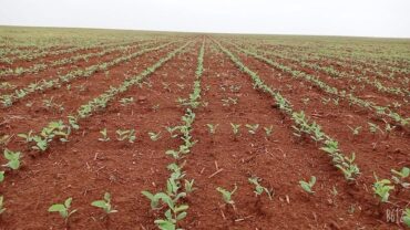 Semeadura de soja em Mato Grosso avança e se aproxima da reta final, mas ritmo segue ligeiramente abaixo da safra passada