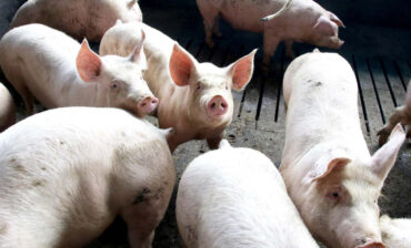 Exportação de carne suína do Paraná cresce 7,9% em 2025 e atinge maior volume da história