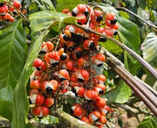 Produção de guaraná no Amazonas em 2025 surpreende com alta significativa