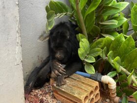 Animal foi encontrado no bairro Jardim Tropical com ferimentos na pata e no abdômen; após receber atendimento veterinário, será devolvido à natureza.