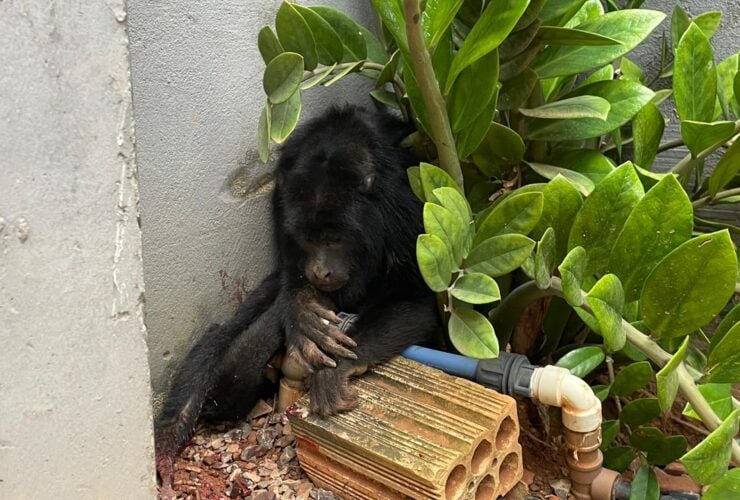 Animal foi encontrado no bairro Jardim Tropical com ferimentos na pata e no abdômen; após receber atendimento veterinário, será devolvido à natureza.