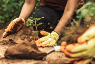 Mapa lidera ações globais contra a crise climática na COP 30