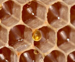 Tecnologia brasileira garante pureza e origem do mel de abelhas sem ferro
