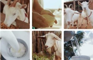 Guia prático em vídeo: Embrapa orienta produtores do Semiárido sobre caprinocultura leiteira