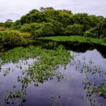 Sema-MT apresenta pesquisas sobre o Pantanal em seminário nacional em MS