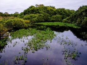 Sema-MT apresenta pesquisas sobre o Pantanal em seminário nacional em MS