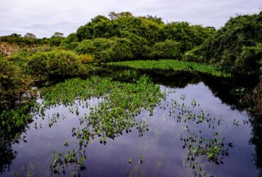 Sema-MT apresenta pesquisas sobre o Pantanal em seminário nacional em MS