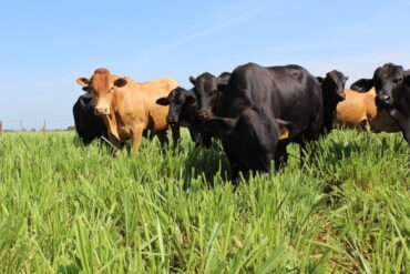 Carne Baixo Carbono é anunciada na COP30 para fortalecer a pecuária sustentável
