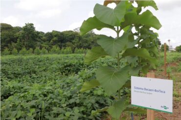 Integração com plantio de teca é alternativa para a sustentabilidade pecuária