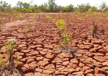 Bioinsumo atende mais de 30 espécies florestais e amplia restauração ecológica