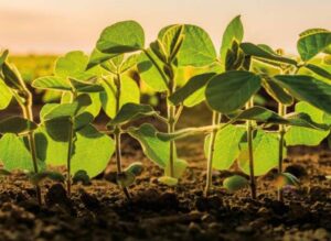 Semeadura da soja avança e atinge 85,68% da área em Mato Grosso, aponta Imea