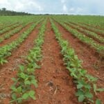 Mercado de soja opera em compasso lento no início de dezembro e produtores mostram cautela com a safra 2025/26