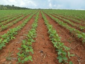 Mercado de soja opera em compasso lento no início de dezembro e produtores mostram cautela com a safra 2025/26