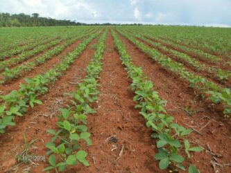 Mercado de soja opera em compasso lento no início de dezembro e produtores mostram cautela com a safra 2025/26