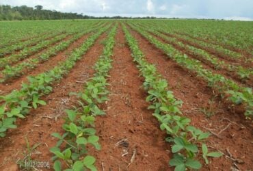 Mercado de soja opera em compasso lento no início de dezembro e produtores mostram cautela com a safra 2025/26