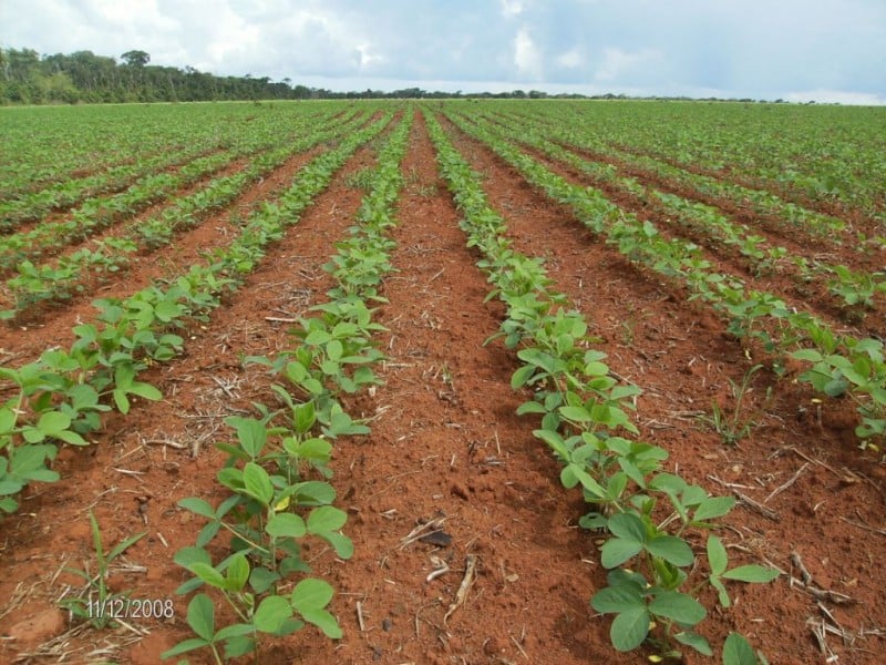 Mercado de soja opera em compasso lento no início de dezembro e produtores mostram cautela com a safra 2025/26