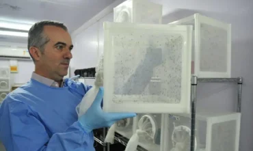 Wolbachia impulsiona reconhecimento de pesquisador brasileiro pela Nature