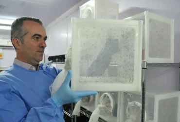Wolbachia impulsiona reconhecimento de pesquisador brasileiro pela Nature