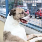 Fogos provocam sofrimento e riscos reais para animais durante festas