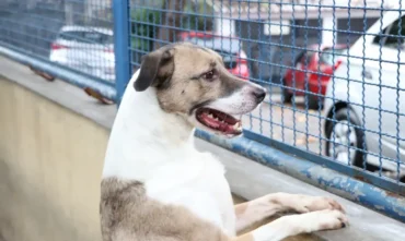 Fogos provocam sofrimento e riscos reais para animais durante festas