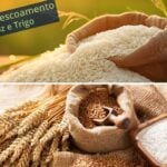 Leilões de apoio ao escoamento de arroz e trigo são marcados para o dia 22