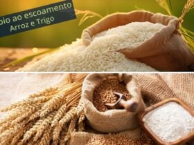 Leilões de apoio ao escoamento de arroz e trigo são marcados para o dia 22