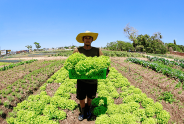 Agro lidera crescimento da renda no Brasil e impulsiona recordes de rendimento e emprego, aponta IBGE