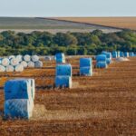 Algodão brasileiro reafirma seu protagonismo global em 2025