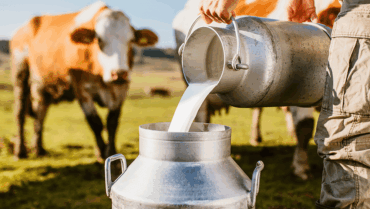 Ano é marcado por maior produção de leite e por preço em queda