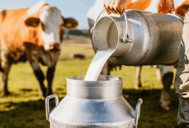 Ano é marcado por maior produção de leite e por preço em queda